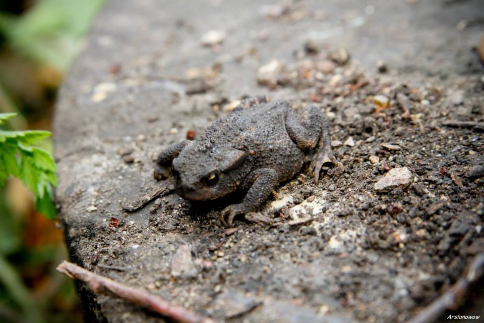 A mischievous frog. Photo: Facebook
