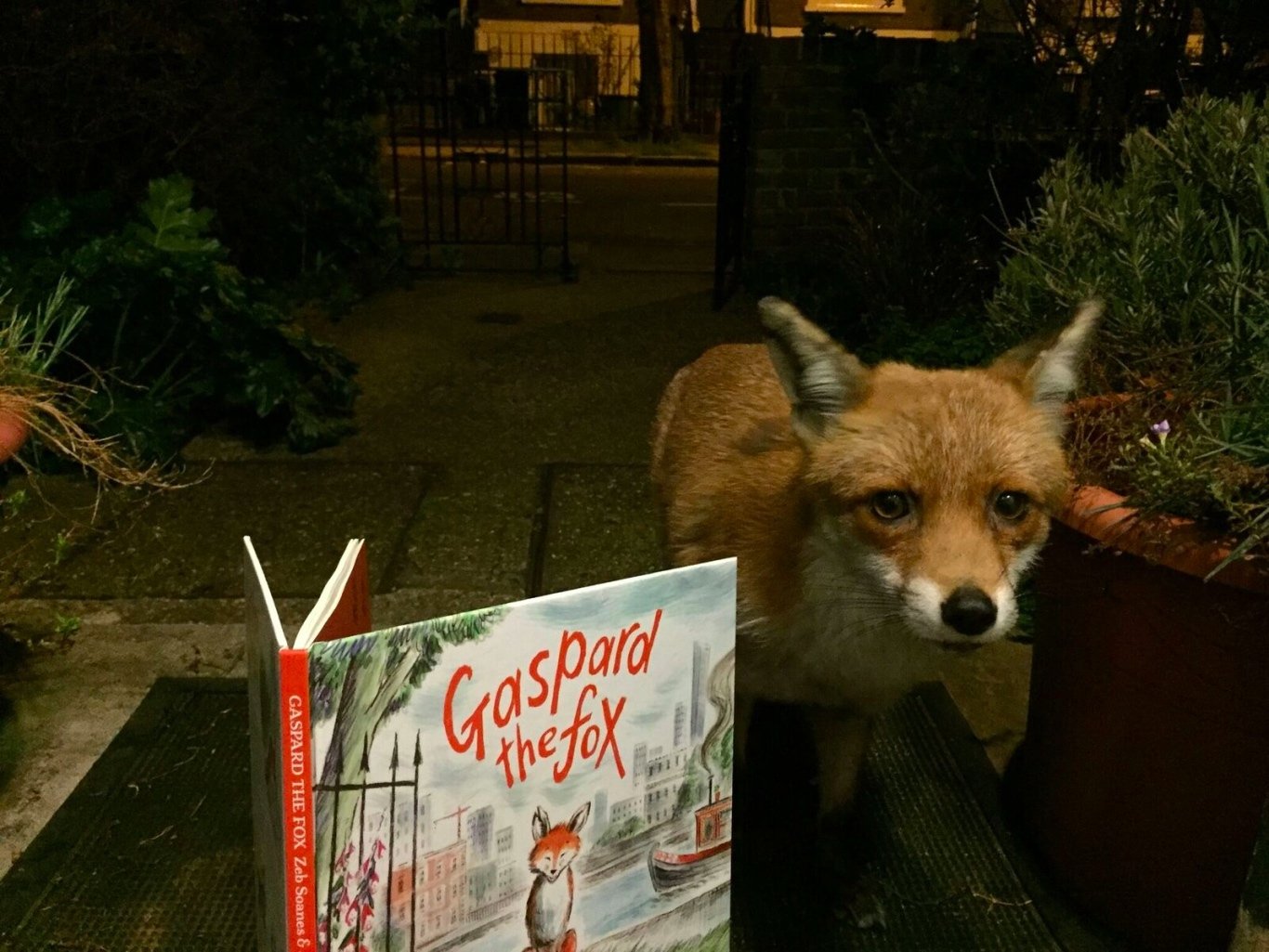 Gaspard the fox reads his book